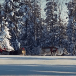 Papá Noel por los bosques de Laponia