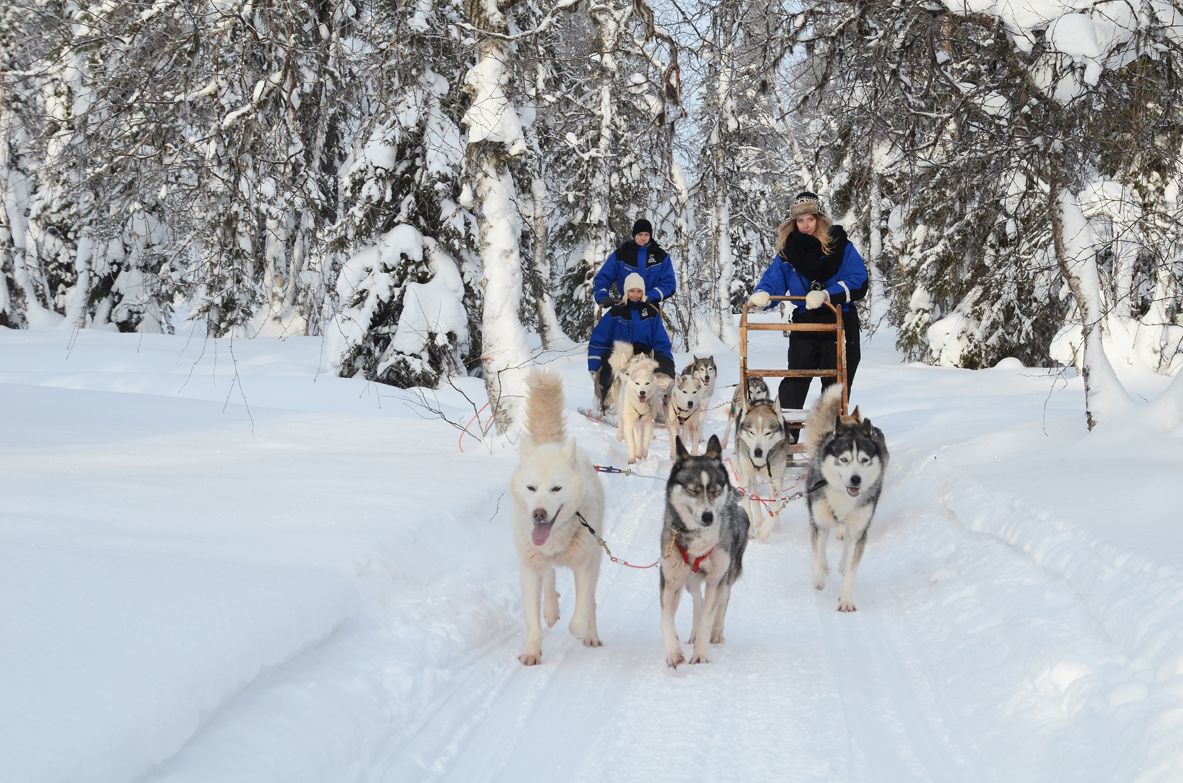 Paseo en huskys por Laponia
