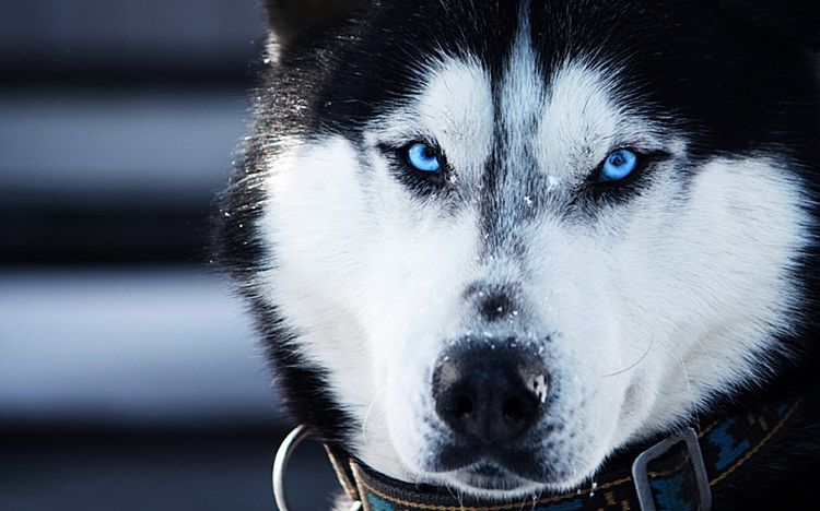 Husky Siberiano ojos azules.