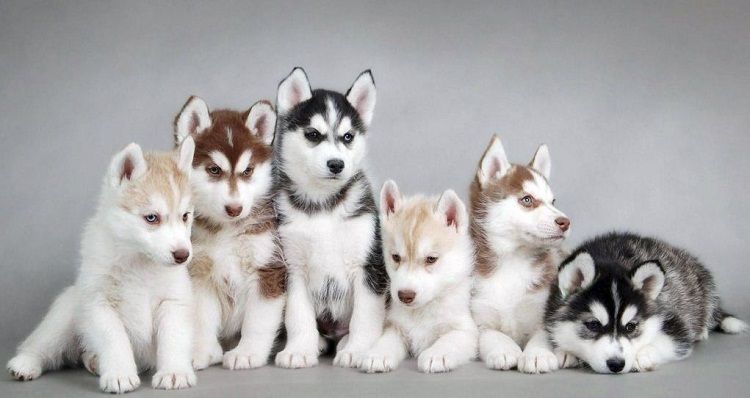 Cachorros de Husky Siberianos (foto:Wallruru)
