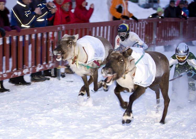 Carrera de renos en Rovaniemi