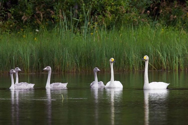 Familia de cisnes cantores blancos