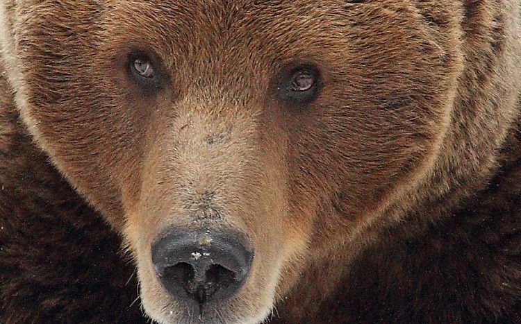 El oso: Animal nacional de Finlandia