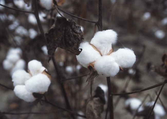 Planta de algodón 