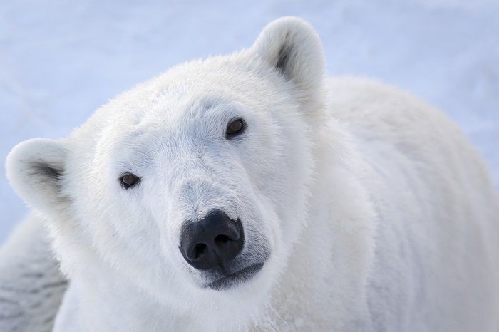 Manasse un oso polar de alrededor de 800 kilos es el novio de Venus