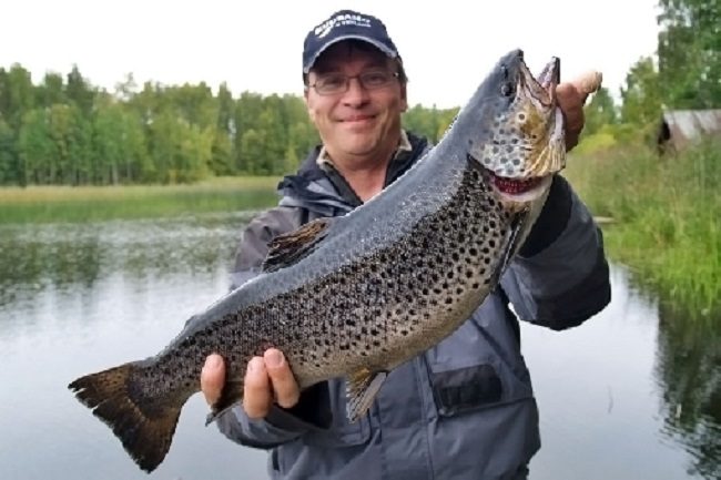 La trucha común que se pesca en el lago Inari puede alcanzar tamaños considerables 