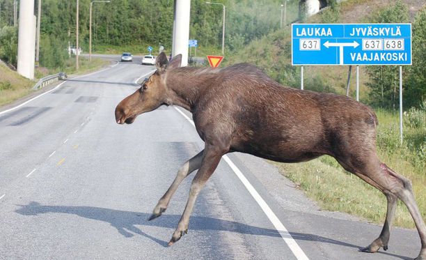 Alce cruzando la carretera en Finlandia