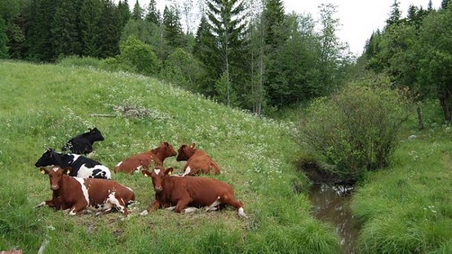 Vacas en el Parque Nacional de Sipoonkorpi 
