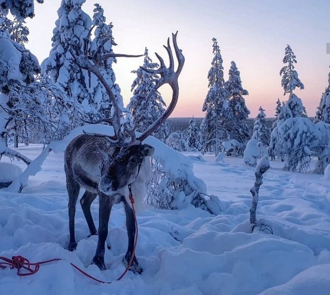 Las excursiones con renos en Ivalo son una de las actividades que más gustan a los más pequeños de la casa 