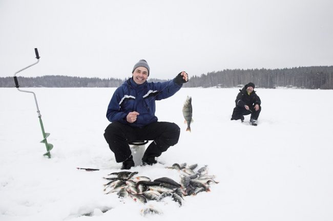 La Perca es un pez muy abundante en los lagos y ríos de Laponia 