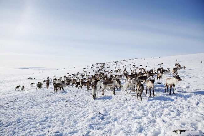 Rebaño de renos en alguna colina de Laponia 