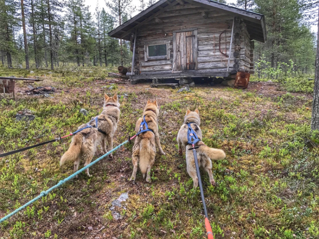 Durante-el-verano-en-Korvala-se-organizan-paseos-con-los-perros-husky_fotoKorvala