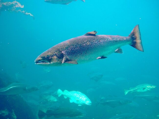 El-salmón-del-Atlantico-es-el-tipo-de-salmón-que-se-pesca-en-Finlandia_fotoHansPetterFjeld-Wikipedia