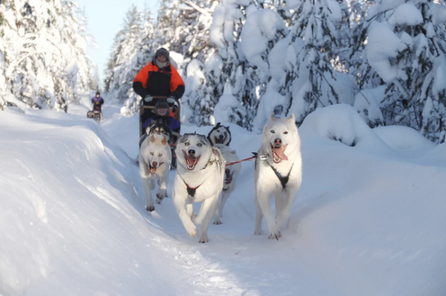 Excursión-invernal-con-perros-husky-en-el-bosque-alrededor-de-Korvala_fotoKorvala