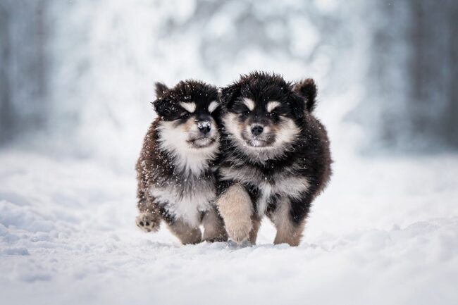 Cachorros-de-perro-finlandés-de-Laponia-corriendo-en-la-nieve_fotoLappalaiskoirat
