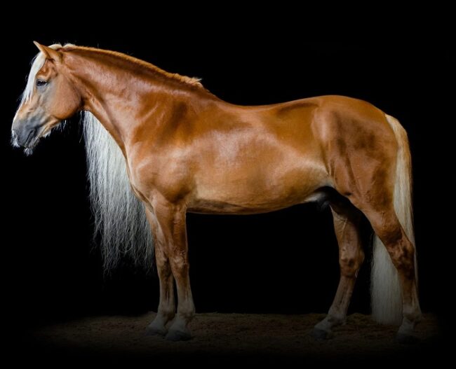 El-caballo-finlandés-es-una-raza-que-solo-se-cria-en-Finlandia_fotoSuomenhevonen