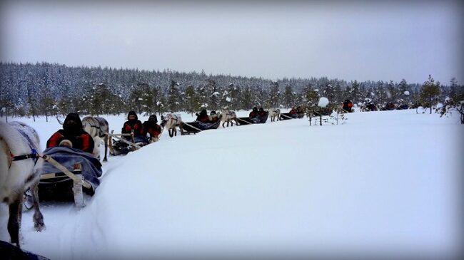 En-invierno-durante-el-paseo-de-2,5-kilometros-con-los-renos-de-la-granja-Sieriporo_fotoSieriporoReindeerFarm
