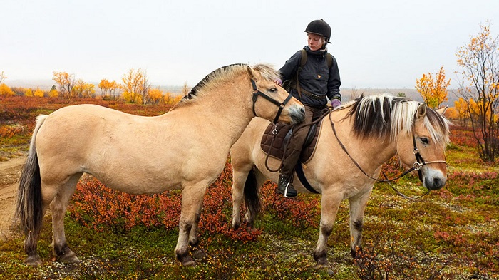 Excursión-con-caballos-islandeses-muy-cerca-de-Inari-durante-el-otoño_fotoAnttiViitala-VisitFinland