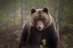 Observar y fotografiar osos en Finlandia