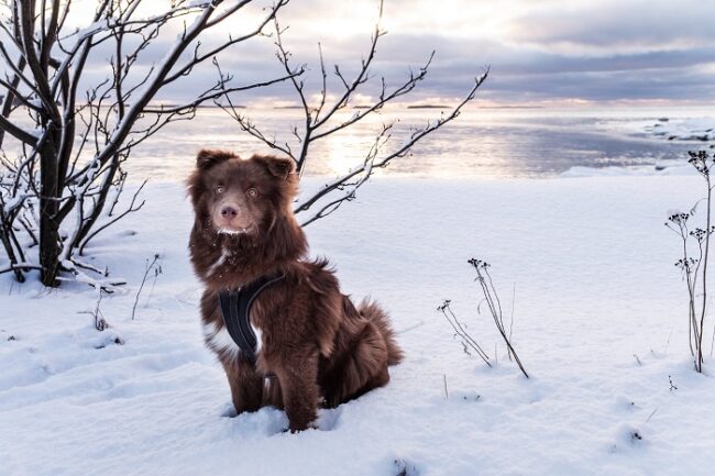 Perro-finlandés-de-Laponia-en-invierno_fotoLappalaiskoirat