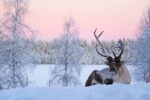 La granja de renos Sieriporo en Laponia