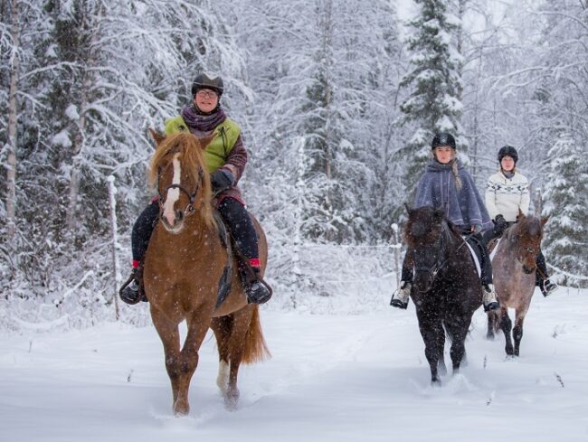 Excursión-con-caballos-finlandeses-en-Kemijärvi_fotoVisitKemijarvi