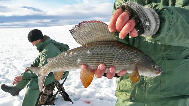 A-pesar-de-no-ser-un-buen-lago-para-la-pesca-se-pueden-obtener-peces-como-el-de-la-foto_fotoErkkiTuovinenLuontoon