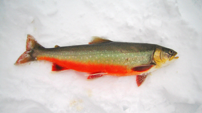 La-trucha-alpina-Savelinus-alpinus-es-uno-de-los-peces-más-preciados-que-se-pueden-pescar-en-Käsivarsi_fotoMarkkuSeppanen-Luontoon