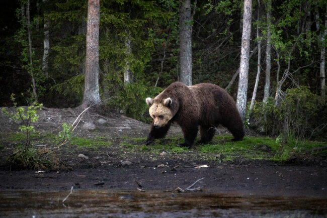 Durante-el-verano-en-la-zona-de-Kuusamo-no-es-difícil-ver-osos-pardos_fotoHarriTarvainen-VisitFinland