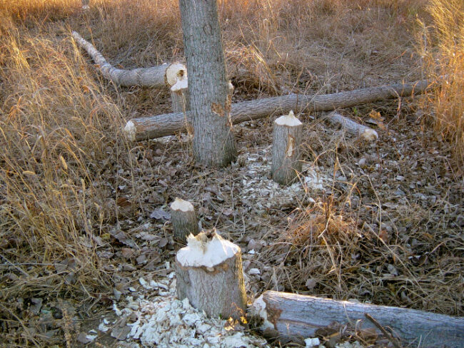 Árboles-abatidos-por-un-castor_fotoWikipedia