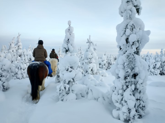 Descubriendo-Laponia-en-invierno-a-lomos-de-los-caballos-Irish-Cob_fotoNordicTravels