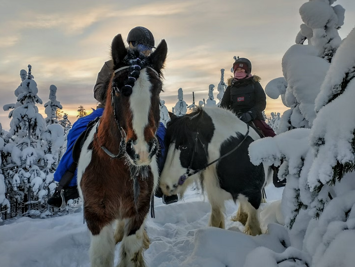 Durante-una-excursión-con-caballos-Irish-Cob-en-Laponia_fotoNordicTravels