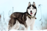 Los perros Husky de Siberia: Belleza, Fuerza y Espíritu Nómada