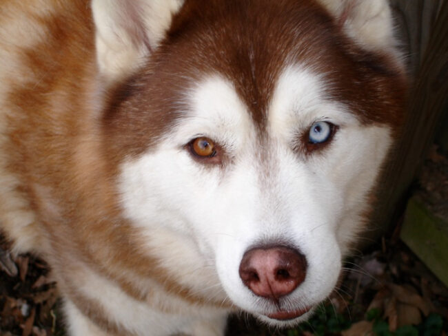 Husky-siberiano-con-los-ojos-de-diferente-color_fotoShmmoomeema-Wikipedia