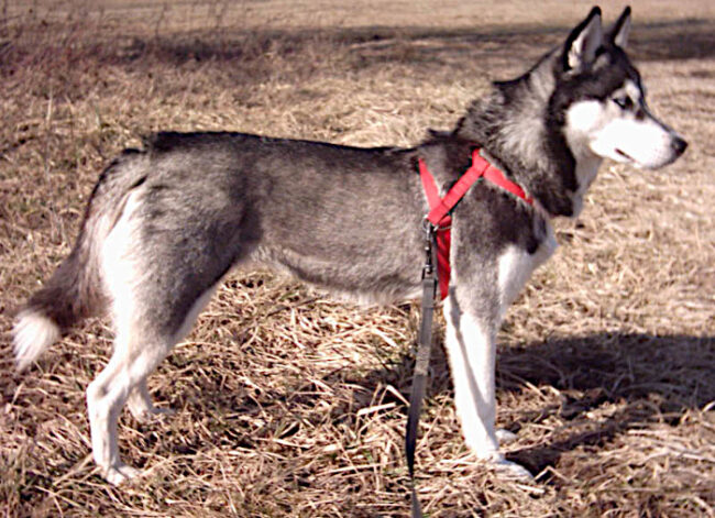 Husky-siberiano-de-color-blanco-y-negro_fotoJaM-Wikipedia