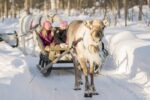 Paseos en trineo de renos en Laponia: Una experiencia mágica