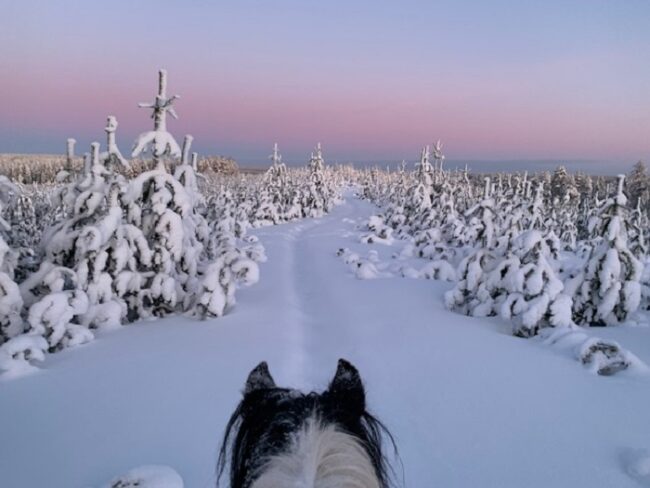 Perspectiva-a-lomos-de-un-caballo-Irish-Cob-en-Laponia_fotoKultarannanTalli