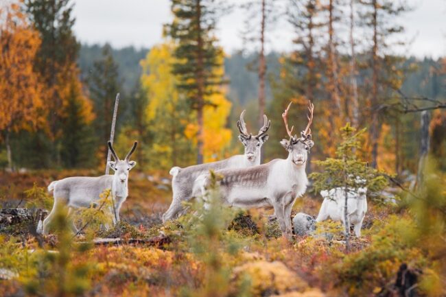 Renos-durante-el-otoño-en-el-Parque-Nacional-de-Pallas-Ylläs_fotoJuliaKivelä-VisitFinland