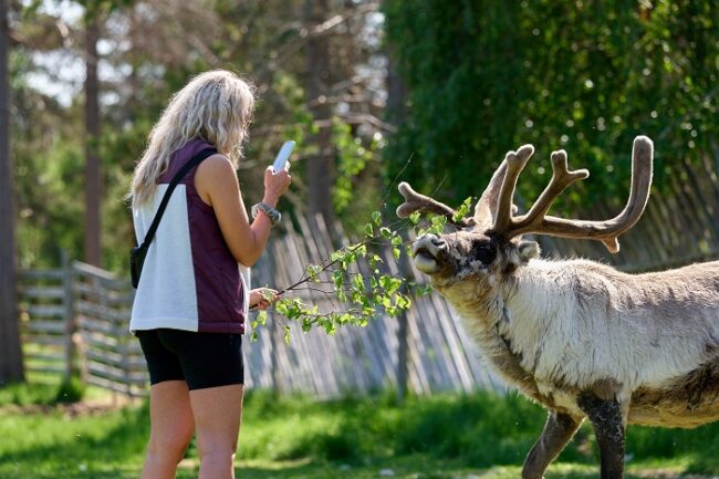 Visita-a-una-granja-de-renos-en-verano_foto-ReindeerFarmJaakkola-Pyha-Luosto-VisitFinland