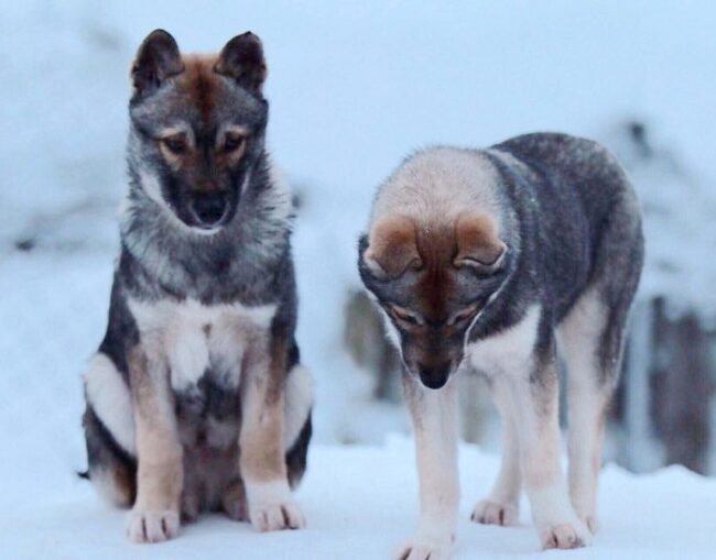 Cachorros-de-huskies-de-Siberia_fotoLeviHuskyPark