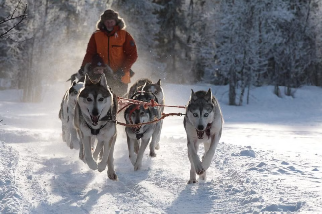 El-musher-Reijo-Jääskeläinen-y-sus-huskies-de-Siberia-en-acción_fotoLeviHuskyPark