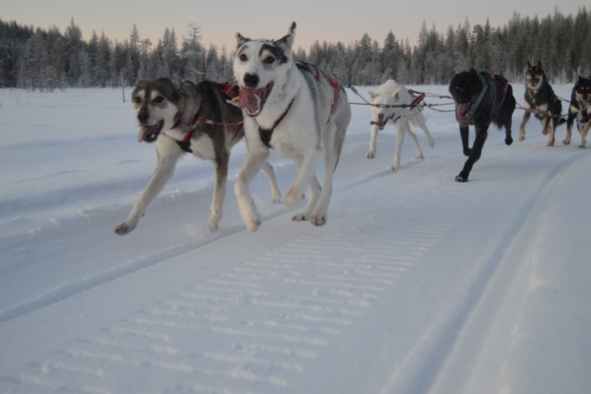 Huskies-de-Alaska-en-acción_fotoPinewoodsHuskies