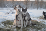Safaris en trineo con perros Huskies en Laponia