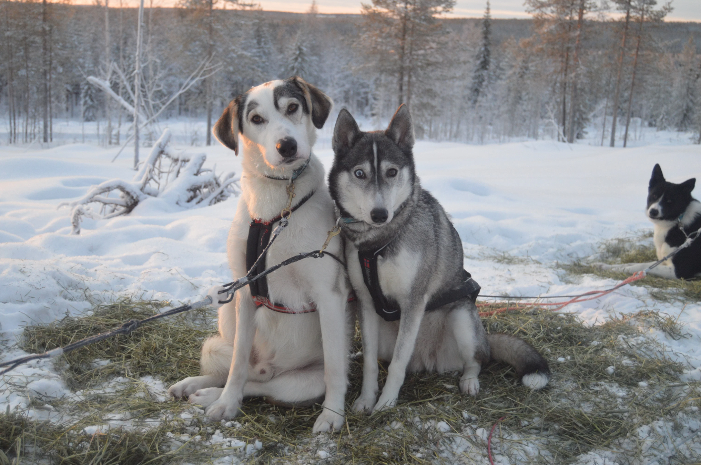 Huskies-de-Alaska-esperando-para-salir-de-excursión_fotoPinewoodsHuskies