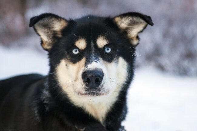 Husky-de-Alaska-de-ojos-azules_fotoDenaliNationalParkandPreserve-Wikipedia