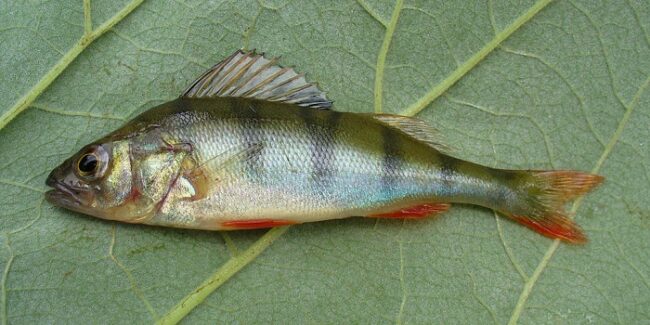 La-Perca-es-el-pescado-que-más-se-captura-en-las-aguas-de-Laponia_fotoVikipedia