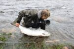 Especies de peces en la región de Laponia en Finlandia: Un viaje a través de las aguas árticas