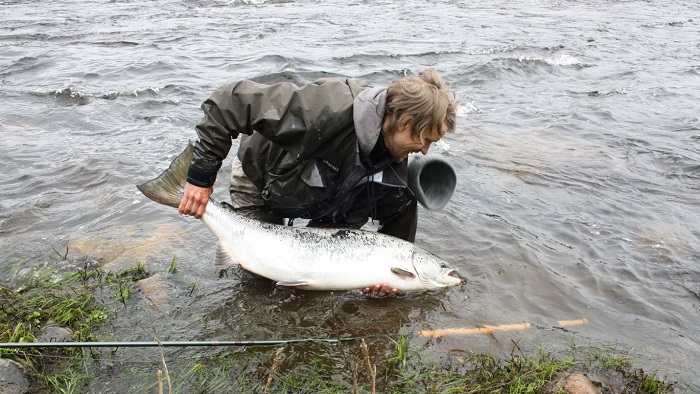 Salmón-ártico-capturado-en-Laponia_FishingInLapland-LaplandAboveOrdinary