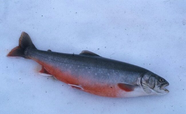 Trucha-del-Ártico-pescada-en-invierno_fotoStaticWikiaNocookie